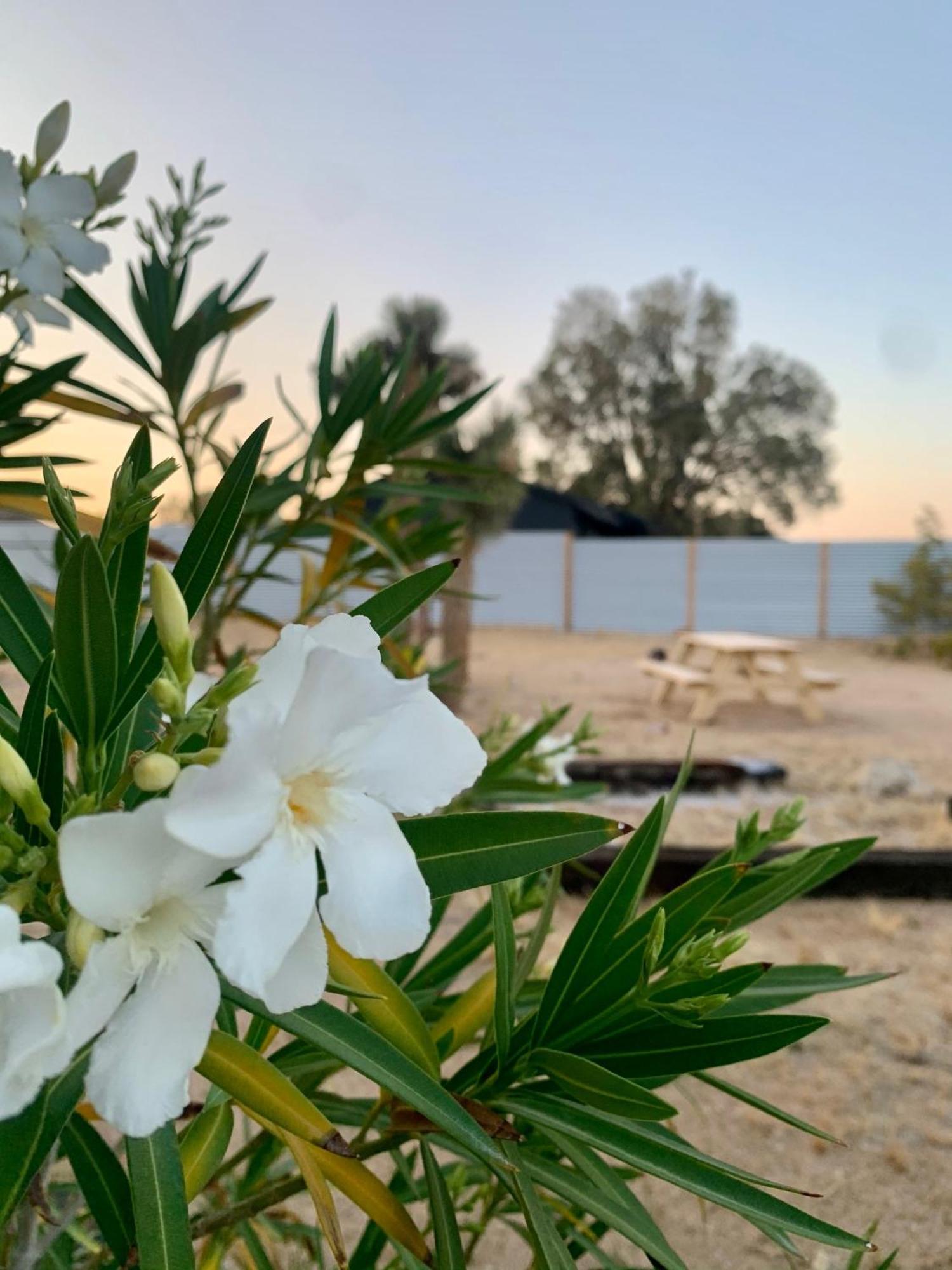 Casa Agave: Comfy Joshua Tree Cottage With Free Breakfast Bar Екстериор снимка